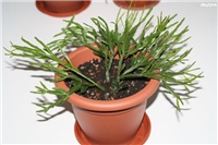 ff991fce-IMG_6648 Rhipsalis trigona.jpg